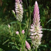 Celosia argentea L.